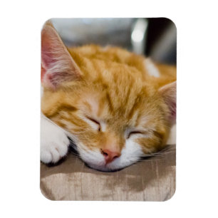 かわいい子猫 マグネット