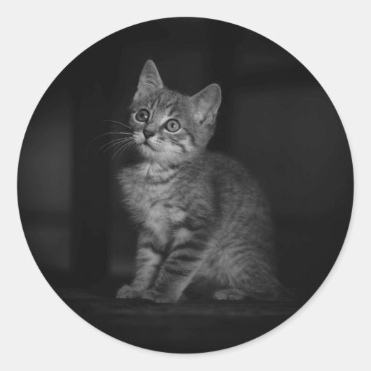 かわいい子猫 ラウンドシール (正面)