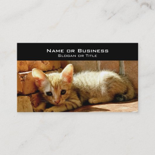 かわいい子猫 名刺 (正面)