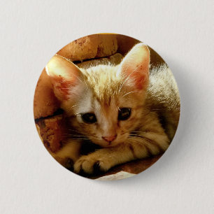 かわいい子猫 缶バッジ