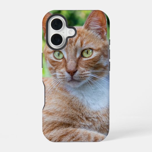 かわいい子猫 iPhone 16ケース (裏面)