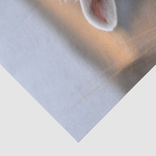 かわいい子羊の写真のデコページ 薄葉紙 (詳細)