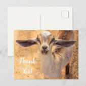 かわいい子羊の感謝を伝えるポストカード ポストカード (正面/裏面)
