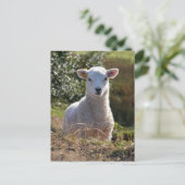 かわいい子羊フォトポストカード ポストカード (スタンド正面)