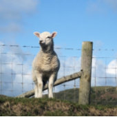 かわいい子羊 ポスター