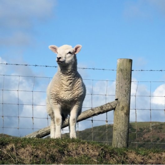 かわいい子羊 ポスター