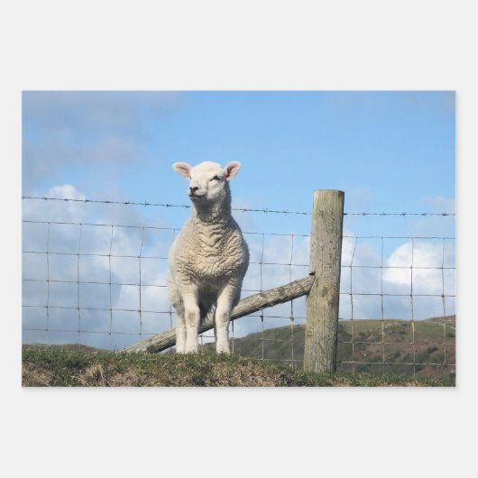 かわいい子羊 ラッピングペーパーシート (正面)