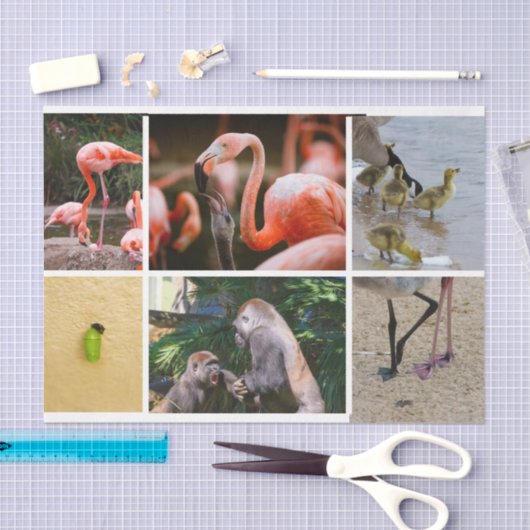 かわいい子育て動物かわいいお生活ステージ写真 薄葉紙 (クラフト)