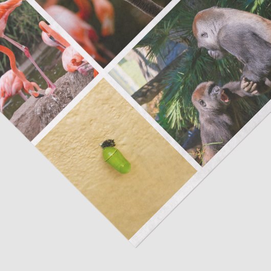 かわいい子育て動物かわいいお生活ステージ写真 薄葉紙 (詳細)