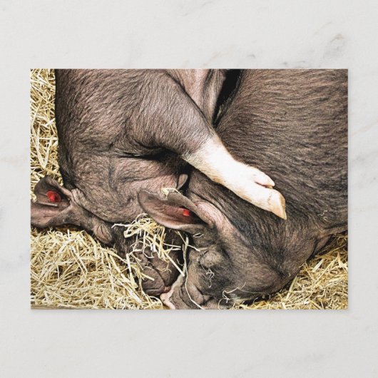 かわいい子豚たち ポストカード (正面)