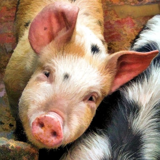 かわいい子豚のグリーティングカード