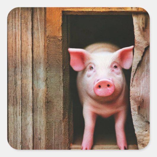 かわいい子豚のステッカー スクエアシール (正面)