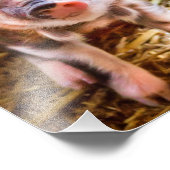 かわいい子豚のポスター フォトプリント            (角)