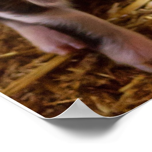 かわいい子豚のポスター ポスター (角)