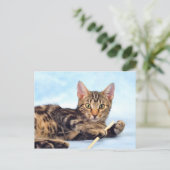 かわいい子遊ネコ ポストカード (スタンド正面)