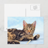 かわいい子遊ネコ ポストカード (正面/裏面)