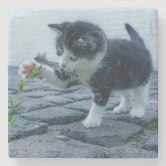 かわいい子遊猫と花 ストーンコースター (正面)