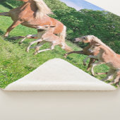 かわいい子馬とハフリンガー馬が走る面白い写真 , シェルパブランケット (3/4)