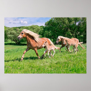 かわいい子馬と動物を飼うハフリ走ンおもしろいガー馬 ポスター
