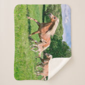 かわいい子馬を持つHaflingerの馬は走りますおもしろいな写真を/ シェルパブランケット (正面)