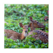 かわいい子鹿が母親と森の中に横たわっていた タイル (正面)