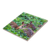 かわいい子鹿が母親と森の中に横たわっていた タイル (側面)