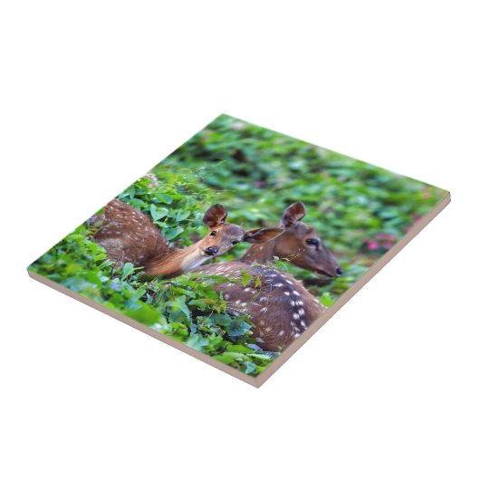 かわいい子鹿が母親と森の中に横たわっていた タイル (側面)