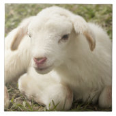 かわいい子 タイル (正面)