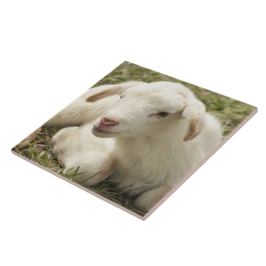 かわいい子 タイル (側面)