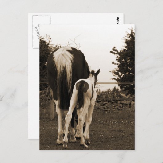 かわいい子 ポストカード (正面/裏面)