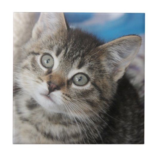 かわいい家族の猫の写真 タイル (正面)