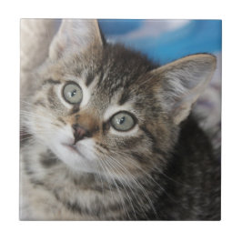 かわいい家族の猫写真 タイル