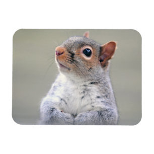 かわいい小さくて柔らかくふわふわした灰色リス マグネット