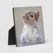 かわいい小さなかわふわの灰色リス フォトプラーク (正面)