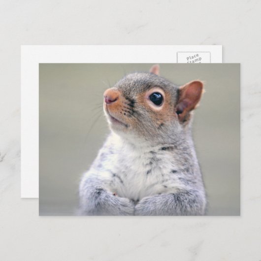 かわいい小さなかわふわの灰色リス ポストカード (正面/裏面)