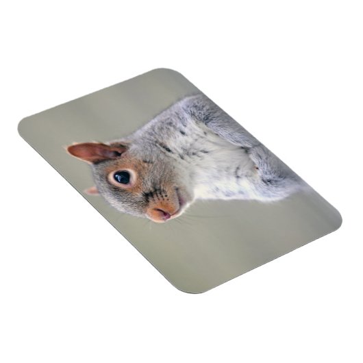 かわいい小さなかわふわの灰色リス マグネット (右側)