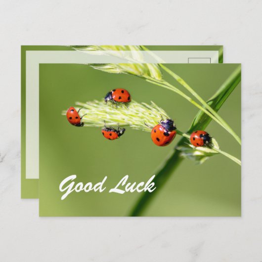 かわいい小さなてんとう虫と一緒に幸運を祈って! ポストカード (正面/裏面)
