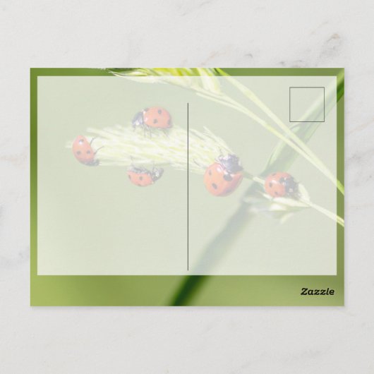 かわいい小さなてんとう虫と一緒に幸運を祈って! ポストカード (裏面)