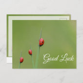 かわいい小さなてんとう虫と一緒に幸運を！ ポストカード (正面/裏面)