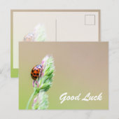かわいい小さなてんとう虫と一緒に幸運を! ポストカード (正面/裏面)