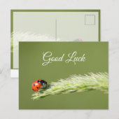 かわいい小さなてんとう虫と一緒に幸運を！ ポストカード (正面/裏面)