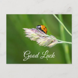 かわいい小さなてんとう虫と一緒に幸運を！ ポストカード
