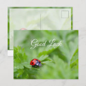 かわいい小さなてんとう虫と一緒に幸運を! ポストカード (正面/裏面)