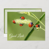 かわいい小さなてんとう虫と一緒に幸運を！ ポストカード (正面/裏面)