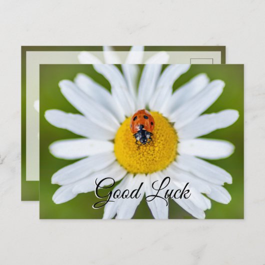 かわいい小さなてんとう虫のラッキー ポストカードで幸運を祈って! ポストカード (正面/裏面)