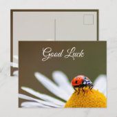 かわいい小さなてんとう虫のラッキー ポストカードで幸運を祈って! ポストカード (正面/裏面)