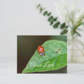 かわいい小さなてんとう虫のラッキー ポストカードで幸運を祈って！ ポストカード (スタンド正面)