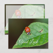 かわいい小さなてんとう虫のラッキー ポストカードで幸運を祈って！ ポストカード (正面/裏面)