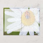 かわいい小さなてんとう虫のラッキー ポストカードで幸運を祈って！ ポストカード (裏面)