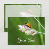 かわいい小さなてんとう虫のラッキー ポストカードで幸運を祈って！ ポストカード (正面/裏面)